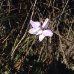 Glossodia major (Wax Lip Orchid) at Black Mountain - 15 Oct 2016 by kitchm