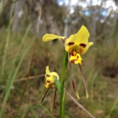 Diuris sulphurea (Tiger Orchid) at O'Connor, ACT - 13 Nov 2016 by kitchm