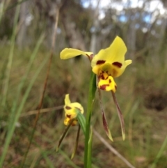 Diuris sulphurea (Tiger Orchid) at Point 5834 - 14 Nov 2016 by kitchm