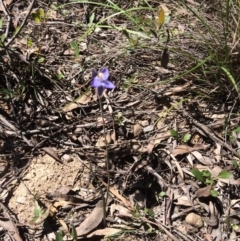 Thelymitra (Genus) (Sun Orchid) at Bruce, ACT - 4 Nov 2016 by kotch