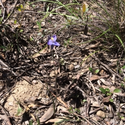 Thelymitra (Genus) (Sun Orchid) at Bruce, ACT - 4 Nov 2016 by kotch