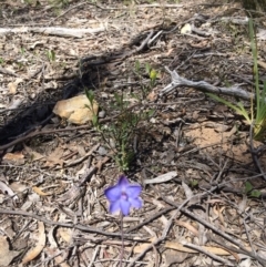 Thelymitra sp. at Bruce, ACT - suppressed