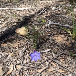 Thelymitra sp. at Bruce, ACT - suppressed