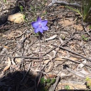 Thelymitra sp. at Bruce, ACT - 4 Nov 2016