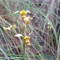 Diuris sulphurea (Tiger Orchid) at Acton, ACT - 13 Nov 2016 by nic.jario