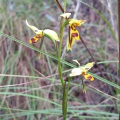 Diuris sulphurea at Point 4857 - 14 Nov 2016