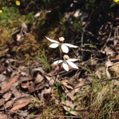 Caladenia cucullata (Lemon Caps) at Point 5821 - 15 Nov 2016 by julesS