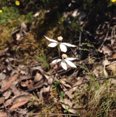 Caladenia cucullata (Lemon Caps) at Acton, ACT - 15 Nov 2016 by julesS