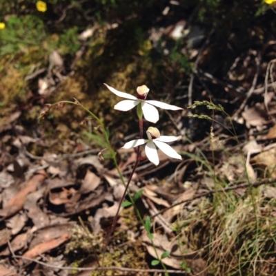 Caladenia cucullata (Lemon Caps) at Point 5821 - 15 Nov 2016 by julesS