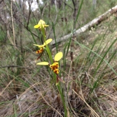 Diuris sulphurea (Tiger Orchid) at Black Mountain - 15 Nov 2016 by julesS