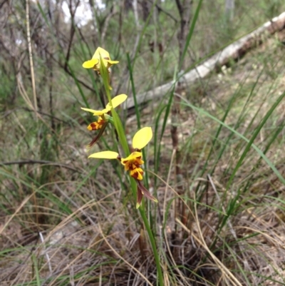 Diuris sulphurea (Tiger Orchid) at Acton, ACT - 15 Nov 2016 by julesS