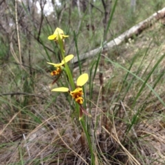 Diuris sulphurea (Tiger orchid) at Point 5821 - 15 Nov 2016 by julesS