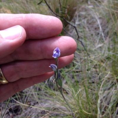 Thelymitra sp. (A Sun Orchid) at Black Mountain - 15 Nov 2016 by julesS