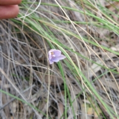 Thelymitra simulata (Graceful Sun-orchid) at Black Mountain - 7 Nov 2016 by nic.jario