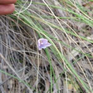 Thelymitra simulata at Acton, ACT - 8 Nov 2016