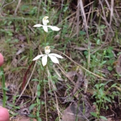 Caladenia moschata (Musky Caps) at Point 4558 - 15 Nov 2016 by julesS