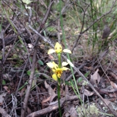 Diuris sulphurea (Tiger Orchid) at Point 4558 - 15 Nov 2016 by julesS