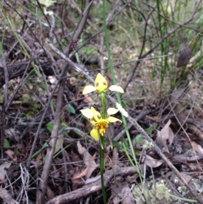Diuris sulphurea (Tiger Orchid) at Point 4558 - 15 Nov 2016 by julesS