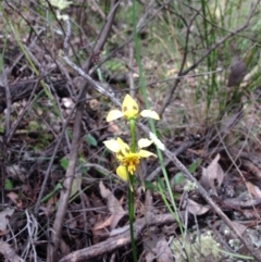 Diuris sulphurea (Tiger Orchid) at Acton, ACT - 15 Nov 2016 by julesS