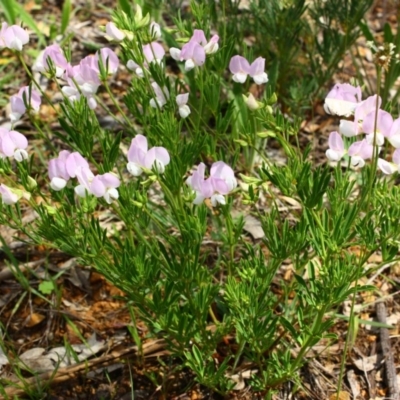 Lotus australis (Austral Trefoil) at Yarralumla, ACT - 13 Nov 2016 by Ratcliffe