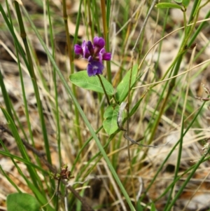 Glycine tabacina at Yarralumla, ACT - 13 Nov 2016