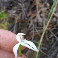 Caladenia moschata (Musky Caps) at Point 4857 - 14 Nov 2016 by nic.jario
