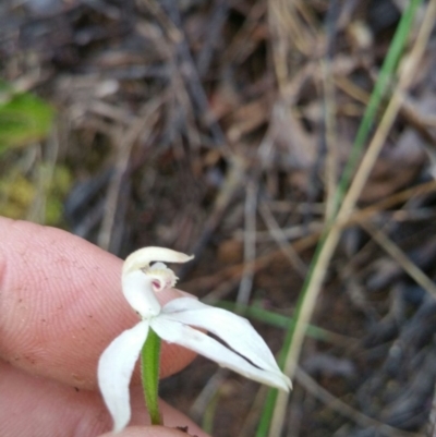 Caladenia moschata (Musky Caps) at Point 4857 - 14 Nov 2016 by nic.jario