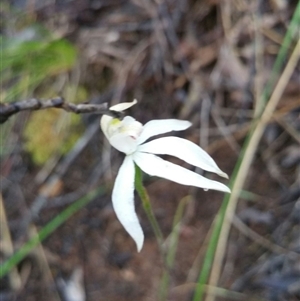 Caladenia moschata at Point 4857 - 14 Nov 2016