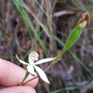 Caladenia moschata at Point 4857 - 14 Nov 2016