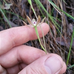 Caladenia moschata at Point 4857 - 14 Nov 2016