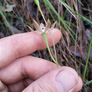 Caladenia moschata at Point 4857 - 14 Nov 2016