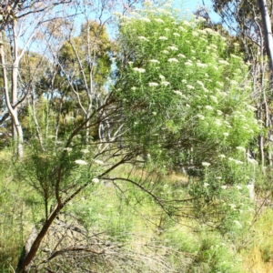 Cassinia longifolia at Yarralumla, ACT - 16 Nov 2016
