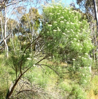 Cassinia longifolia (Shiny Cassinia, Cauliflower Bush) at Yarralumla, ACT - 16 Nov 2016 by Ratcliffe