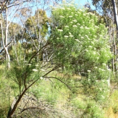Cassinia longifolia (Shiny Cassinia, Cauliflower Bush) at Yarralumla, ACT - 15 Nov 2016 by Ratcliffe