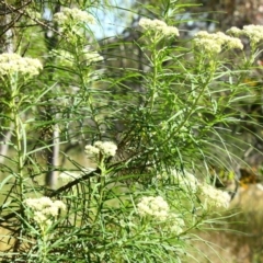 Cassinia longifolia at Yarralumla, ACT - 16 Nov 2016 08:09 AM