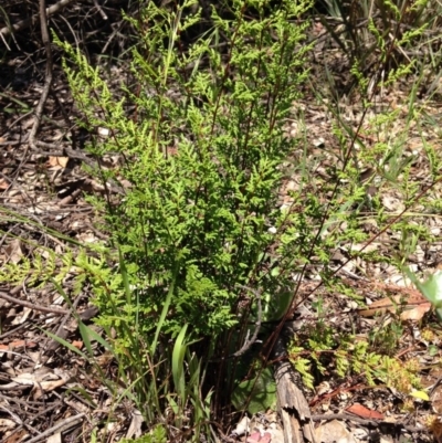 Cheilanthes sieberi (Rock Fern) at Stirling Park - 14 Nov 2016 by Ratcliffe