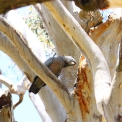 Callocephalon fimbriatum (Gang-gang Cockatoo) at Stirling Park - 14 Nov 2016 by Ratcliffe