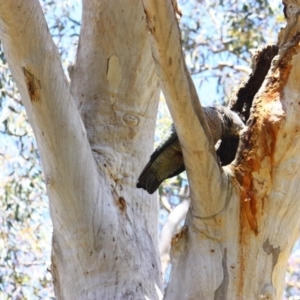 Callocephalon fimbriatum at Yarralumla, ACT - 15 Nov 2016