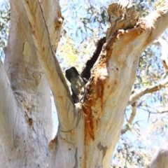 Callocephalon fimbriatum at Yarralumla, ACT - 15 Nov 2016