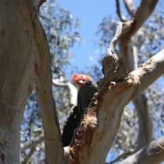 Callocephalon fimbriatum at Yarralumla, ACT - suppressed