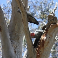 Callocephalon fimbriatum at Yarralumla, ACT - suppressed