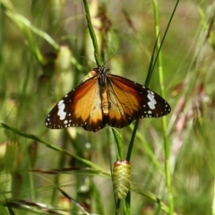 Danaus petilia (Lesser wanderer) at Yarralumla, ACT - 15 Nov 2016 by Ratcliffe