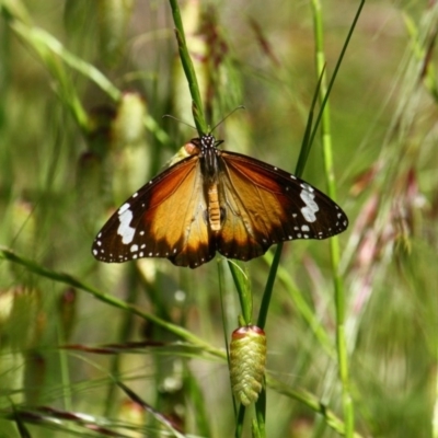 Danaus petilia (Lesser wanderer) at Yarralumla, ACT - 15 Nov 2016 by Ratcliffe