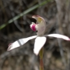 Caladenia moschata (Musky Caps) at Molonglo Valley, ACT - 31 Oct 2016 by PeterR