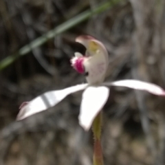 Caladenia moschata (Musky Caps) at Point 15 - 31 Oct 2016 by PeterR
