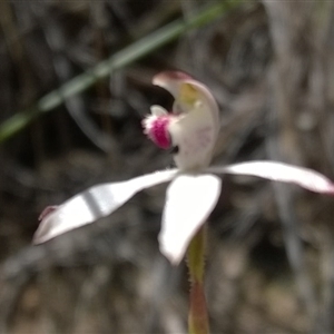 Caladenia moschata at Undefined Area - suppressed