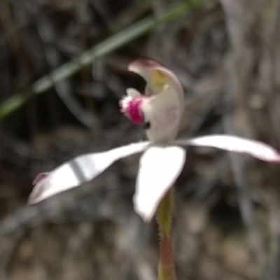 Caladenia moschata (Musky Caps) at Point 15 - 31 Oct 2016 by PeterR