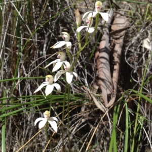 Caladenia moschata at Undefined Area - suppressed