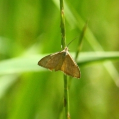 Scopula rubraria (Reddish Wave, Plantain Moth) at Stirling Park - 14 Nov 2016 by Ratcliffe