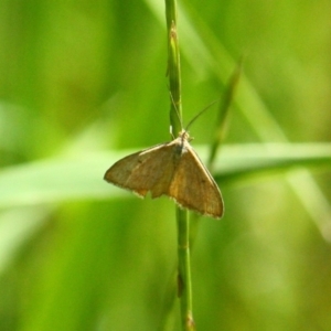 Scopula rubraria at Yarralumla, ACT - 15 Nov 2016 09:51 AM